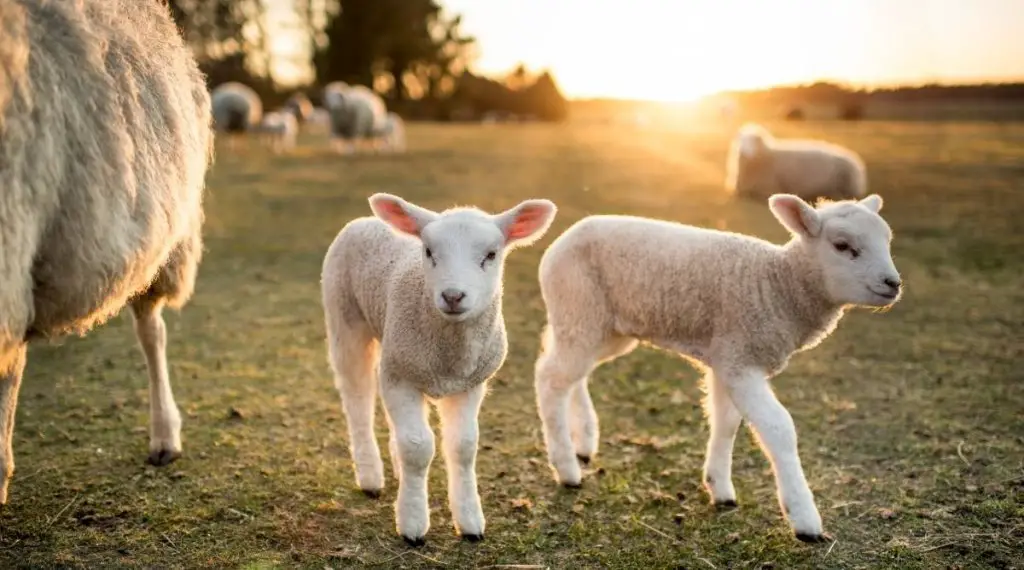 Lambing A Ewe Step By Step Guide Sheepcaretaker