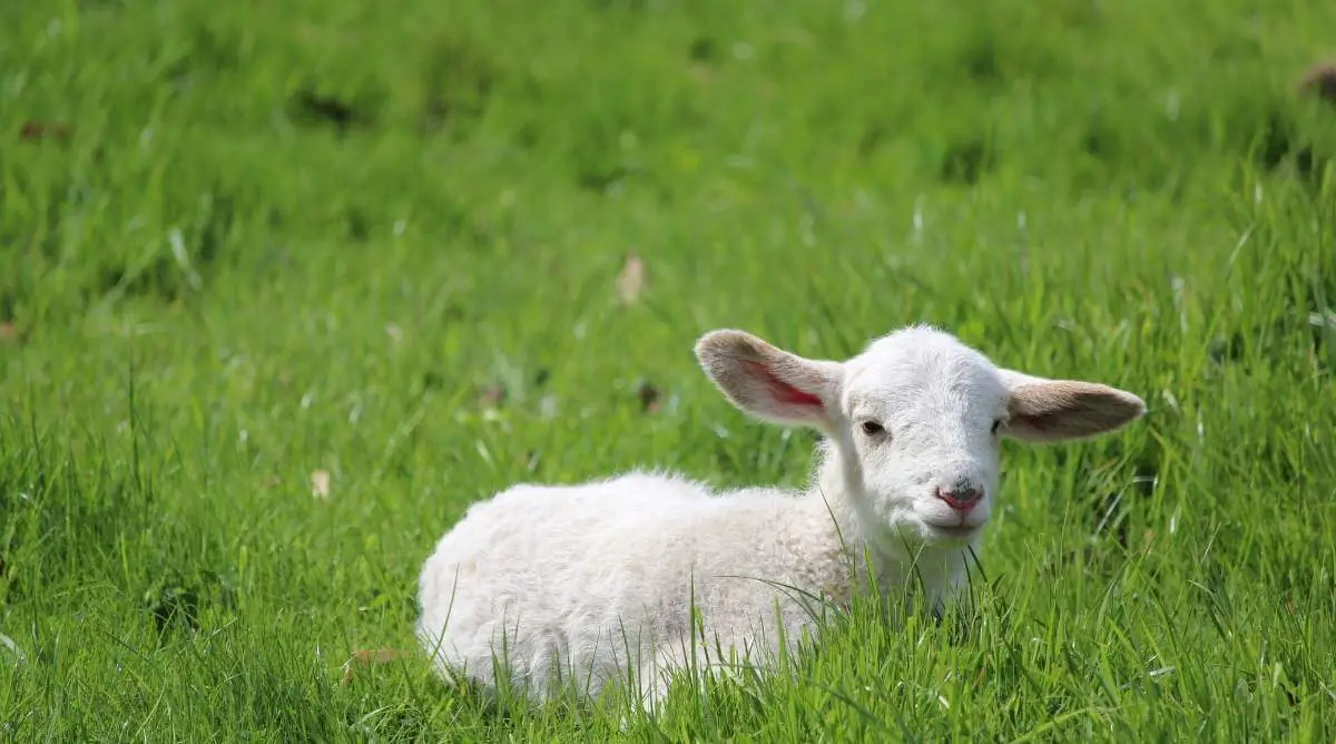 Baby sheep with white coloring laying in the grass