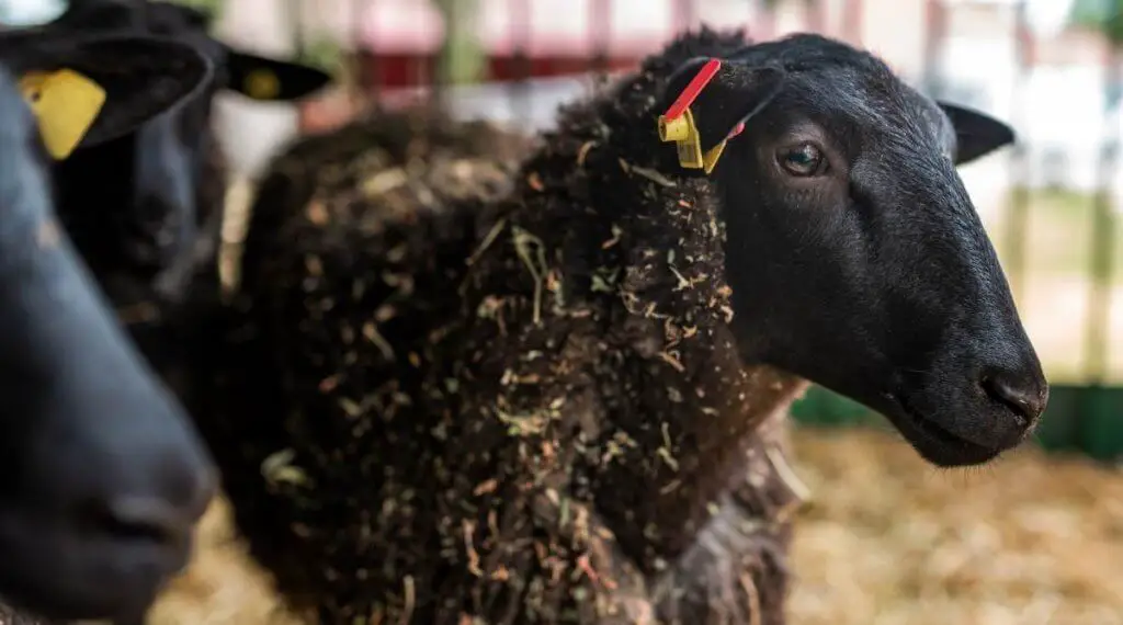 Black Welsh Mountain Sheep in barn
