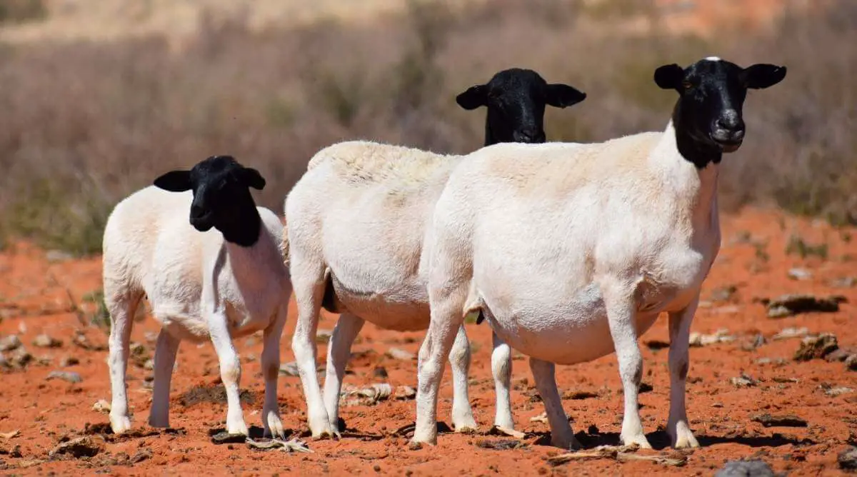 Dorper black head sheep in the desert of Namibia