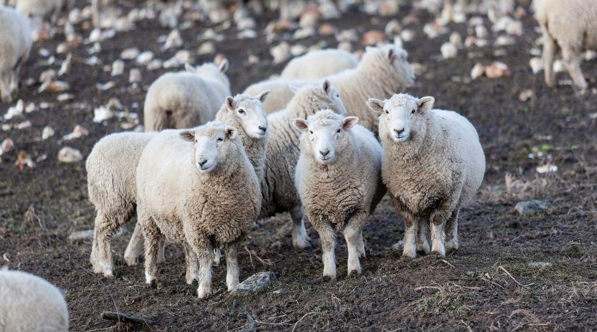 A flock of Corriedale Sheep