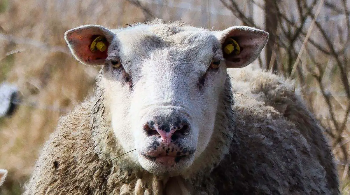Finnsheep with distinctive markings and cream-colored wool