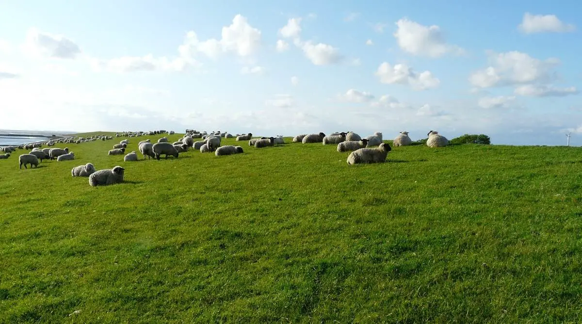 Gulf Coast Sheep grazing in a pasture