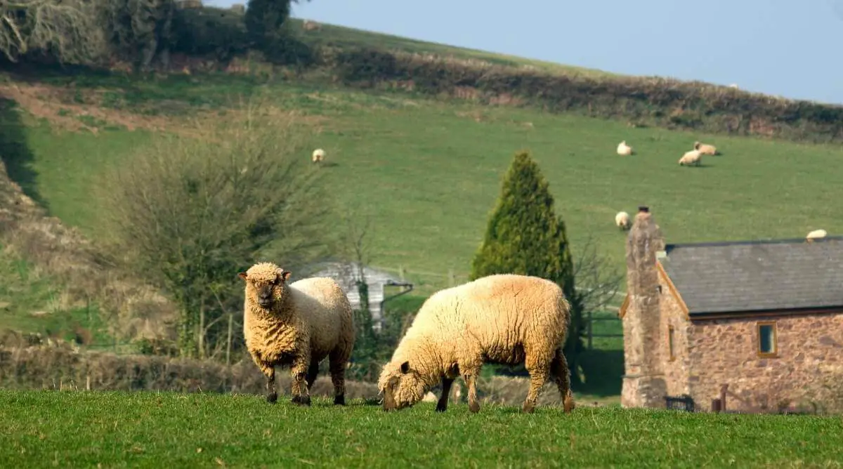 Oxford Sheep grazing in a pasture in England
