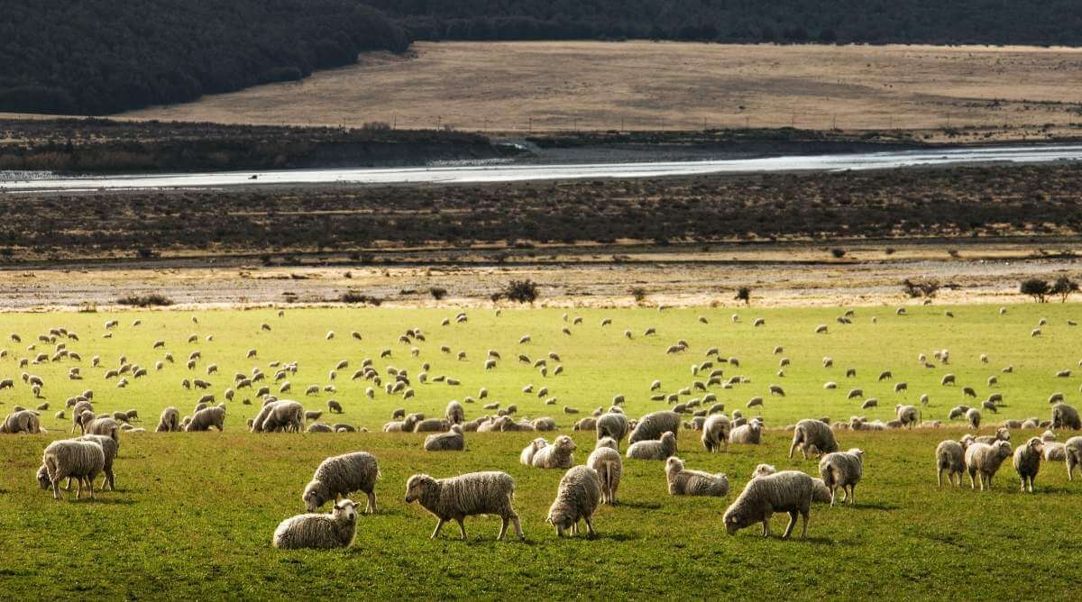 Rambouillet Sheep grazing in a field