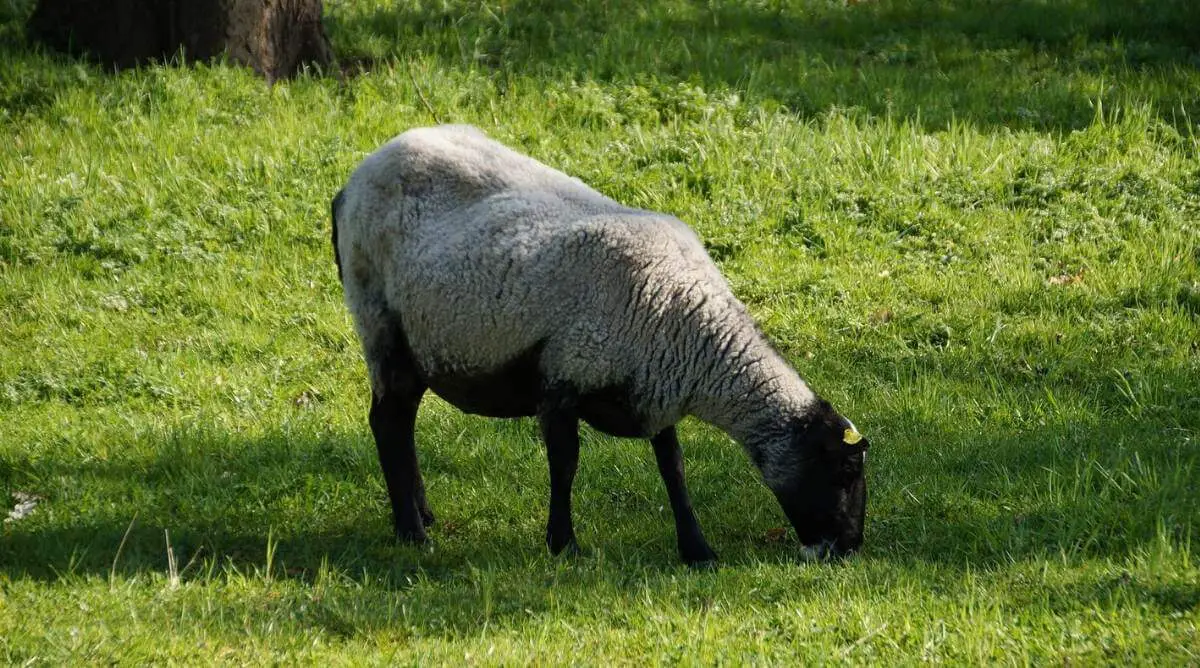 Suffolk Sheep grazing on green grass