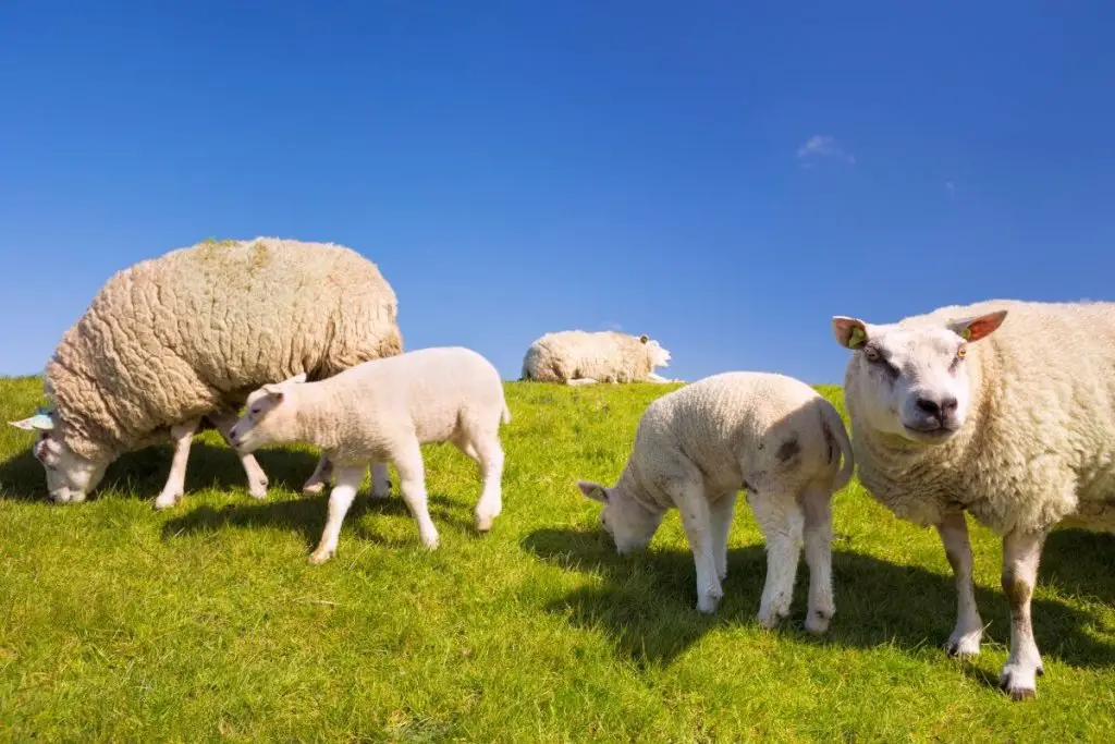 Young Texel Sheep