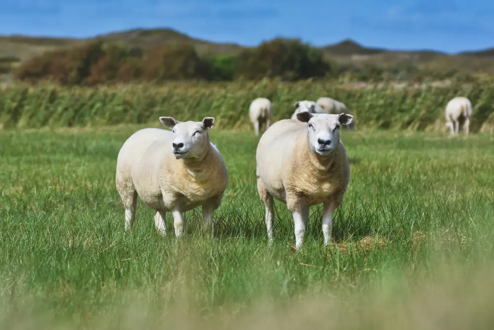 Texel Sheep in field