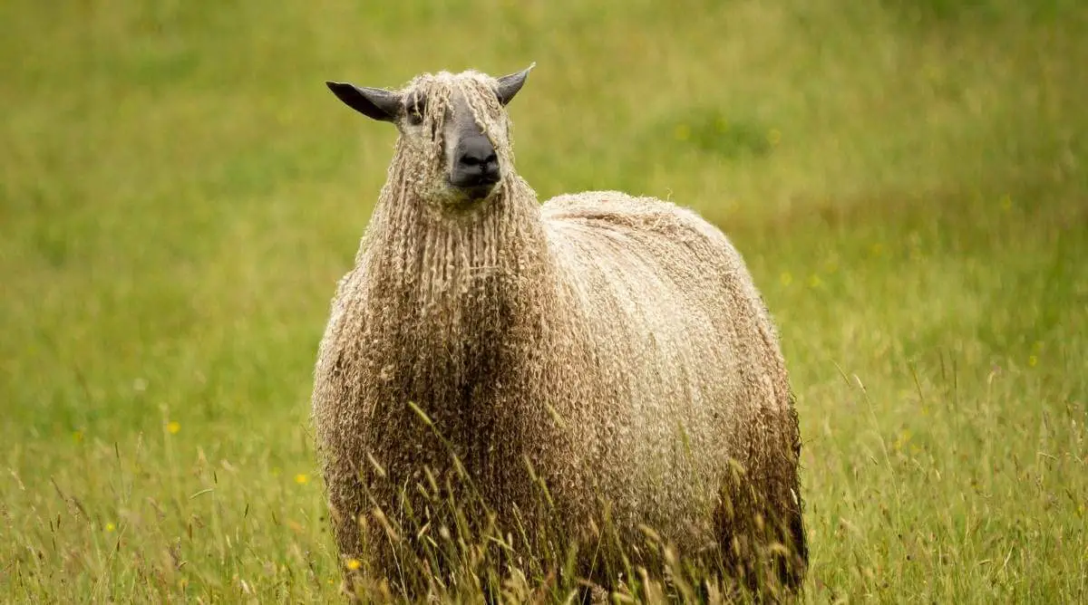 Wensleydale sheep standing in a meadow