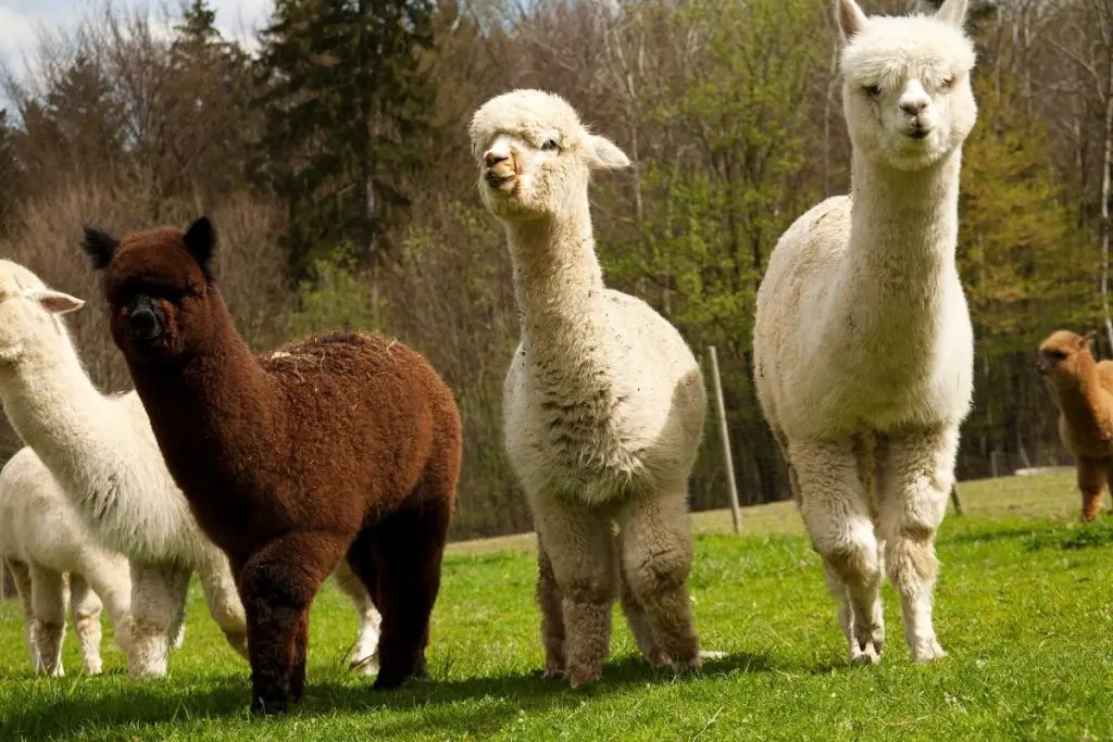 Four Alpacas grazing in a field