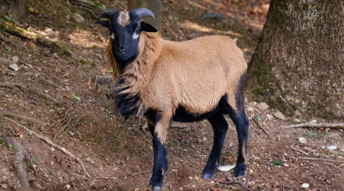 American Blackbelly Sheep standing in a forest