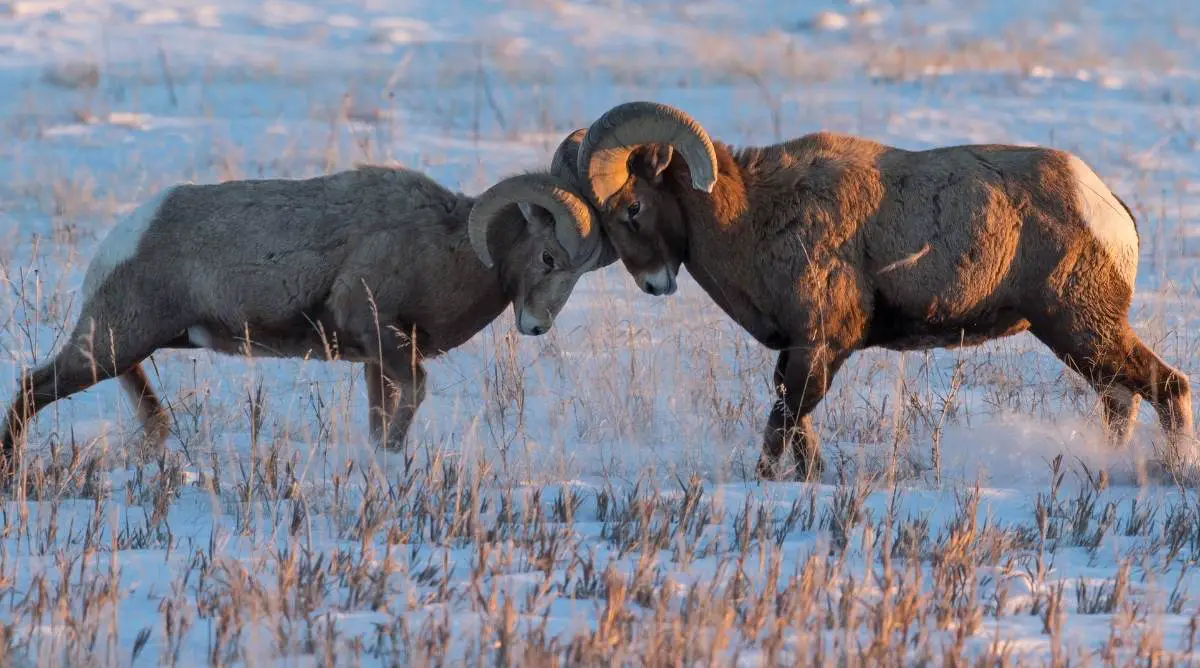 Two bighorn sheep aggressively fighting in the snow