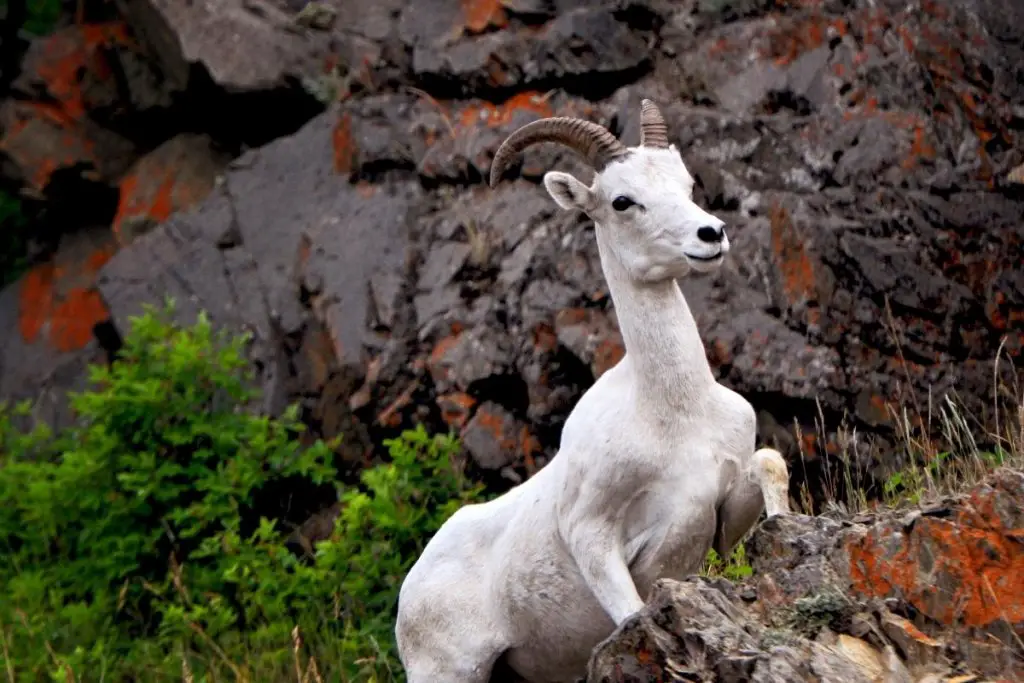 Young wild sheep jumping on rocks in the mountains