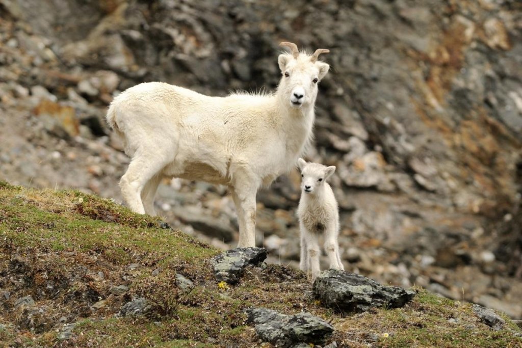 A wild ewe and her lamb on a rocky outcrop