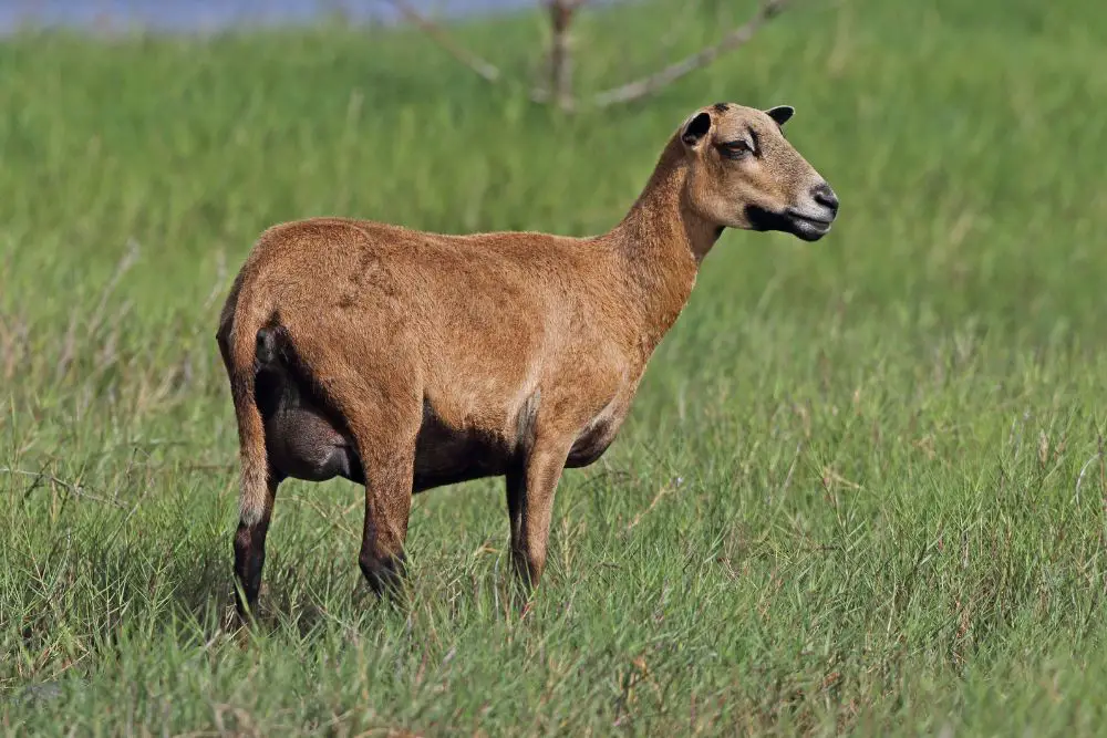 Barbados Sheep Featured Image
