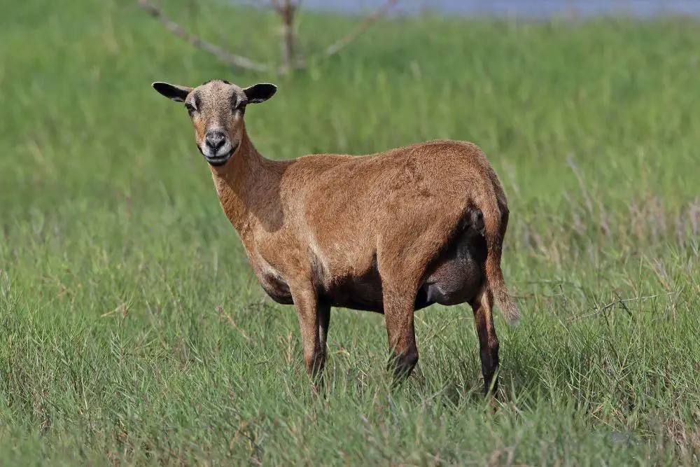 a lone barbados ewe