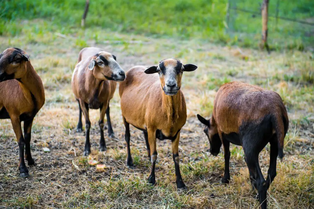 herd of barbados sheep in paddock