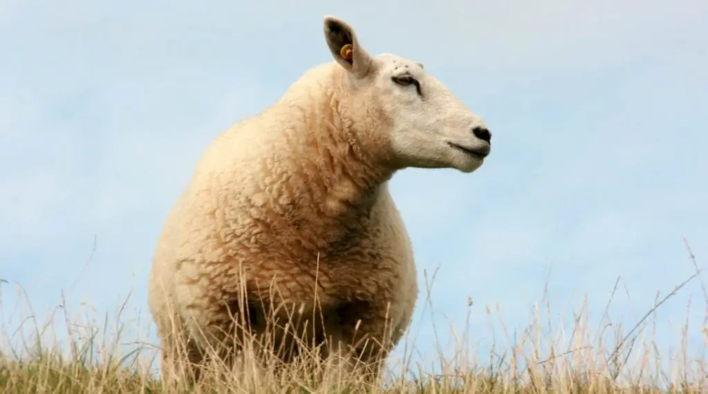 A Cheviot sheep standing in tall grass with a blue sky in the background