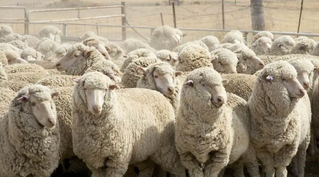 A herd of Merino sheep in a pen