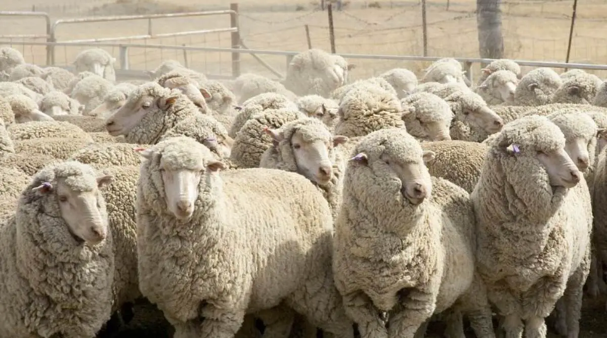 17 Best Sheep For Wool Production (Profitable And High-Quality Breeds ...