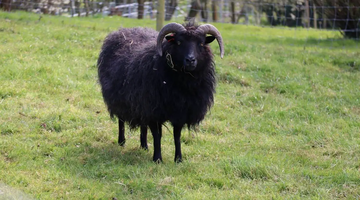 Black Sheep standing in a green pasture