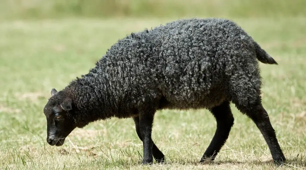 Black sheep grazing in a pasture
