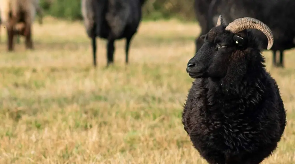 A close-up of a Black Welsh Mountain Sheep with thick, firm, black wool