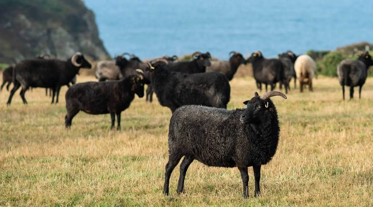 Herd of Black Welsh Mountain Sheep grazing in front of a cliff