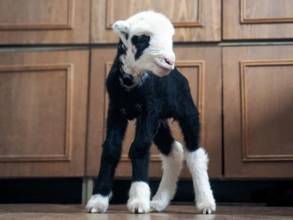 A hybrid sheep-goat (geep) found in Russia
