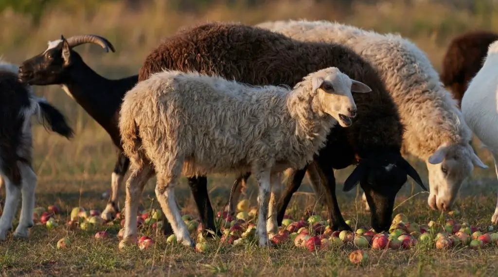 A herd of sheep eating apples in a pasture