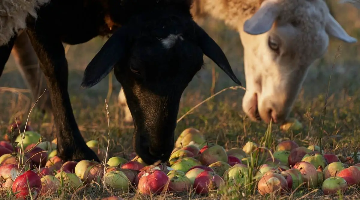 A black sheep and a white sheep eating apples in a pasture
