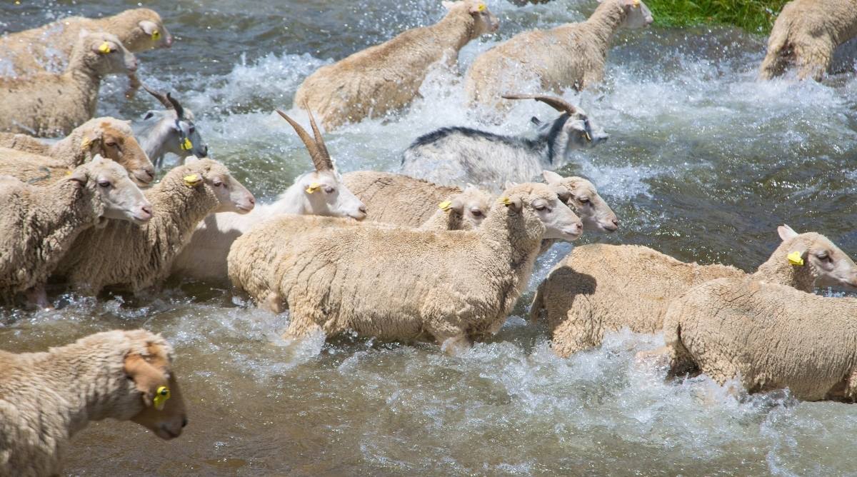 A herd of sheep swimming in a river