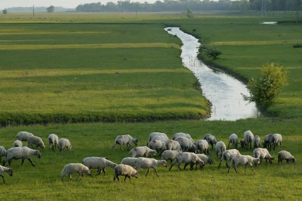 Sheep grazing next to a river