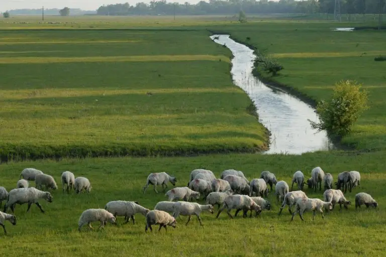 Can Sheep Swim? Are They Good At It? - SheepCaretaker