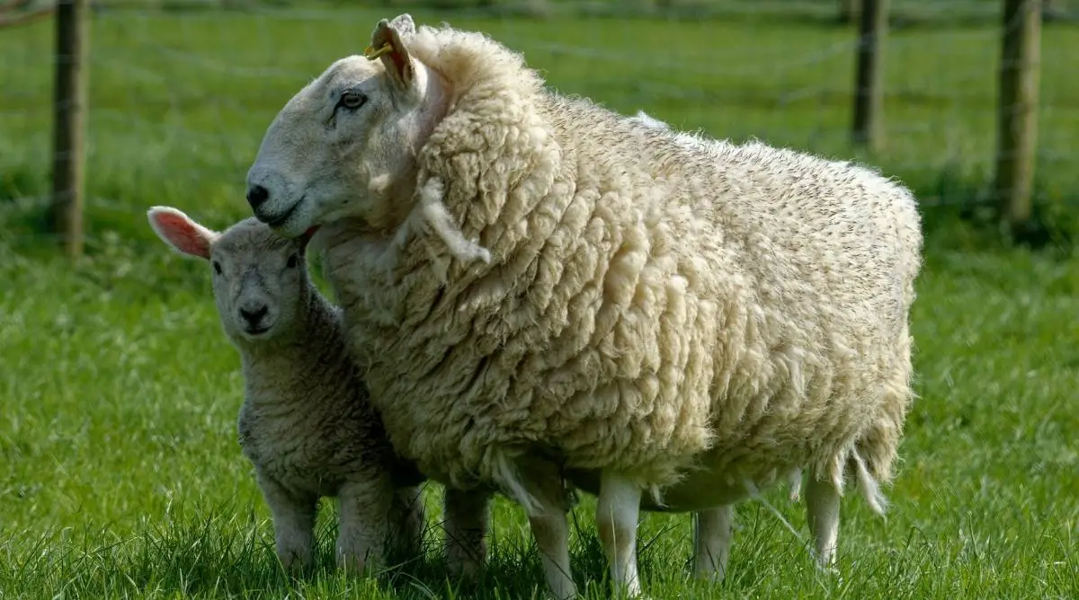 Cheviot sheep ewe with lamb standing in a green pasture