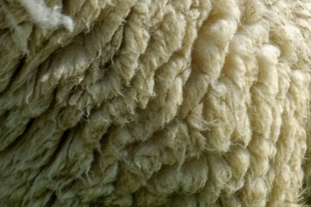 Close-up of Cheviot sheep wool
