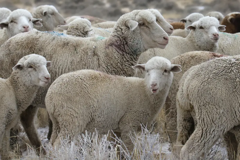 flock fo columbia sheep