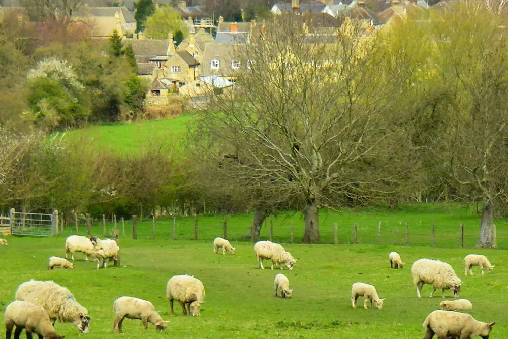 Cotswold Sheep Featured Image