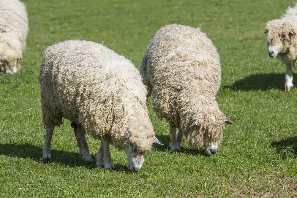 herd of cotswold sheep eating grass
