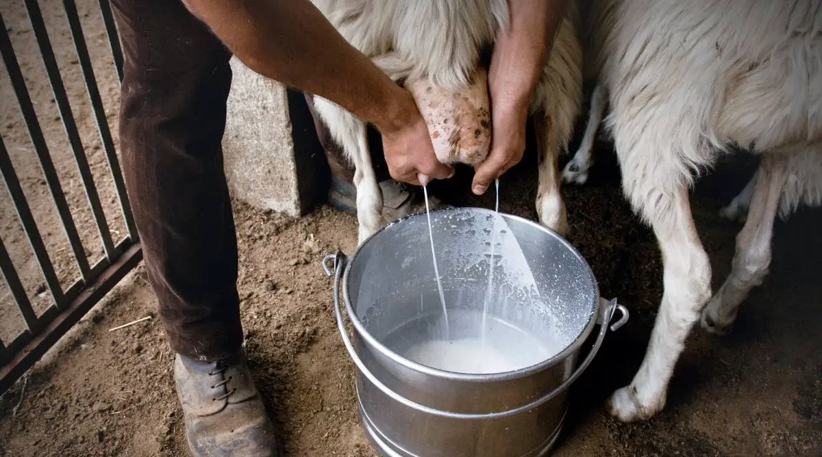 A man in Sardinia milking a sheep by hand