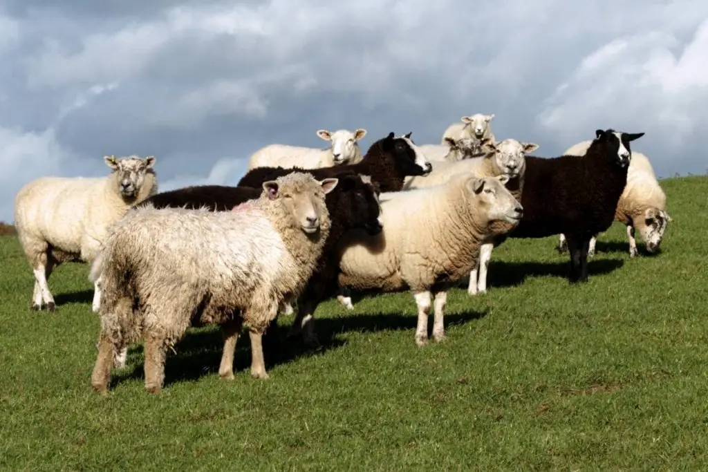 Dairy Sheep Breeds Image 3