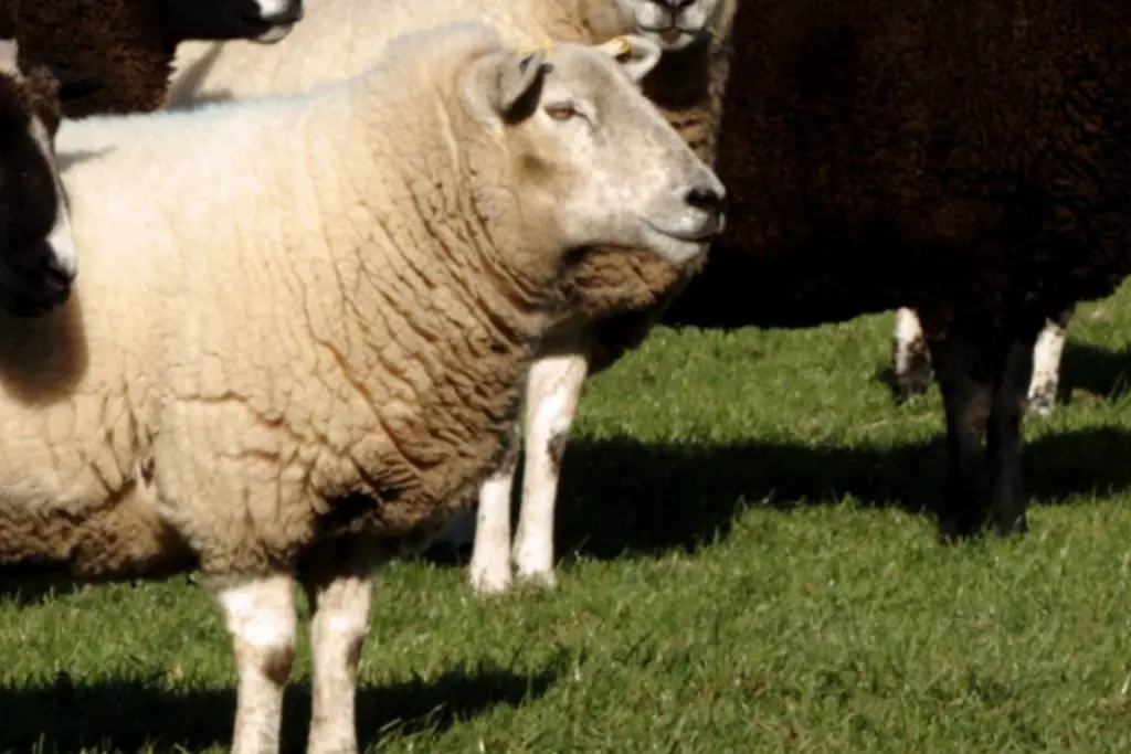 Dairy Sheep Breeds Image 4