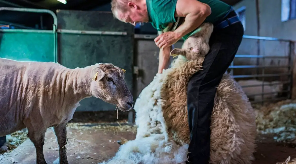 A farmer standing in front of a recently sheared sheep with wool