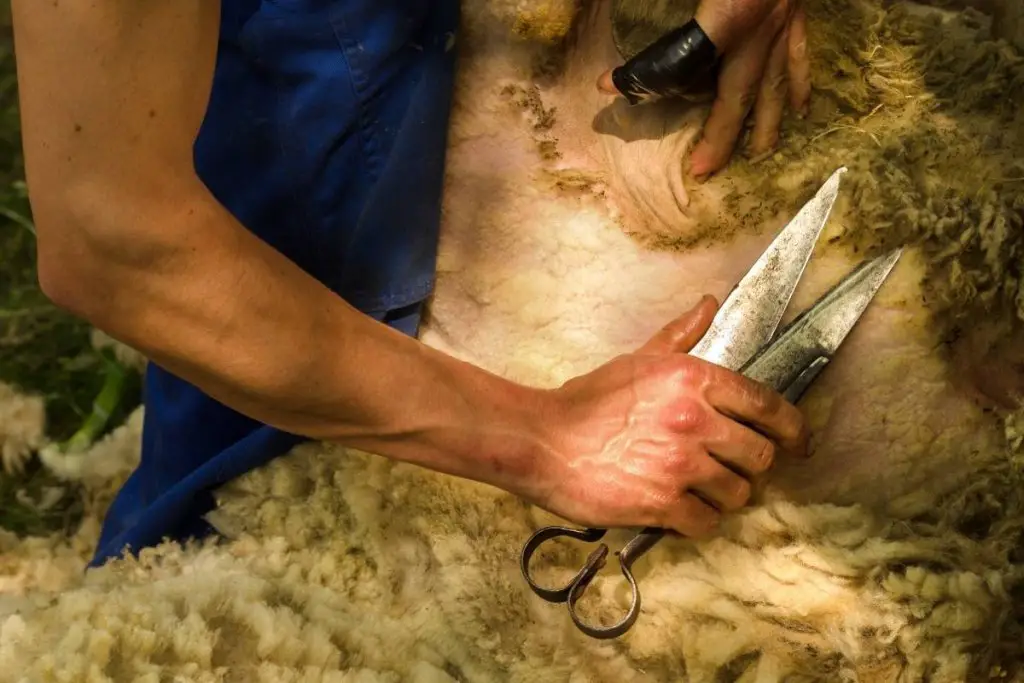 A farmer shearing his sheep with scissors