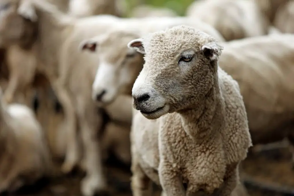 A group of recently shorn sheep