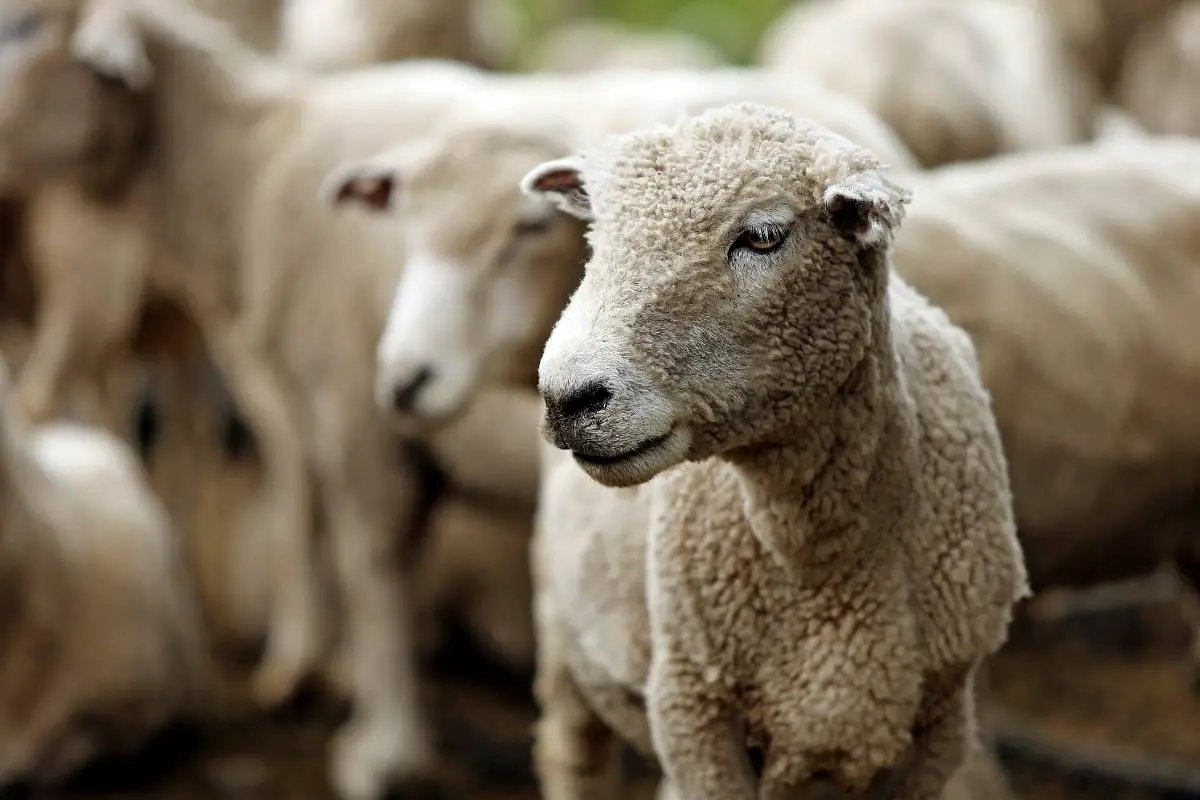 Do Sheep Need To Be Sheared? - Sheepcaretaker