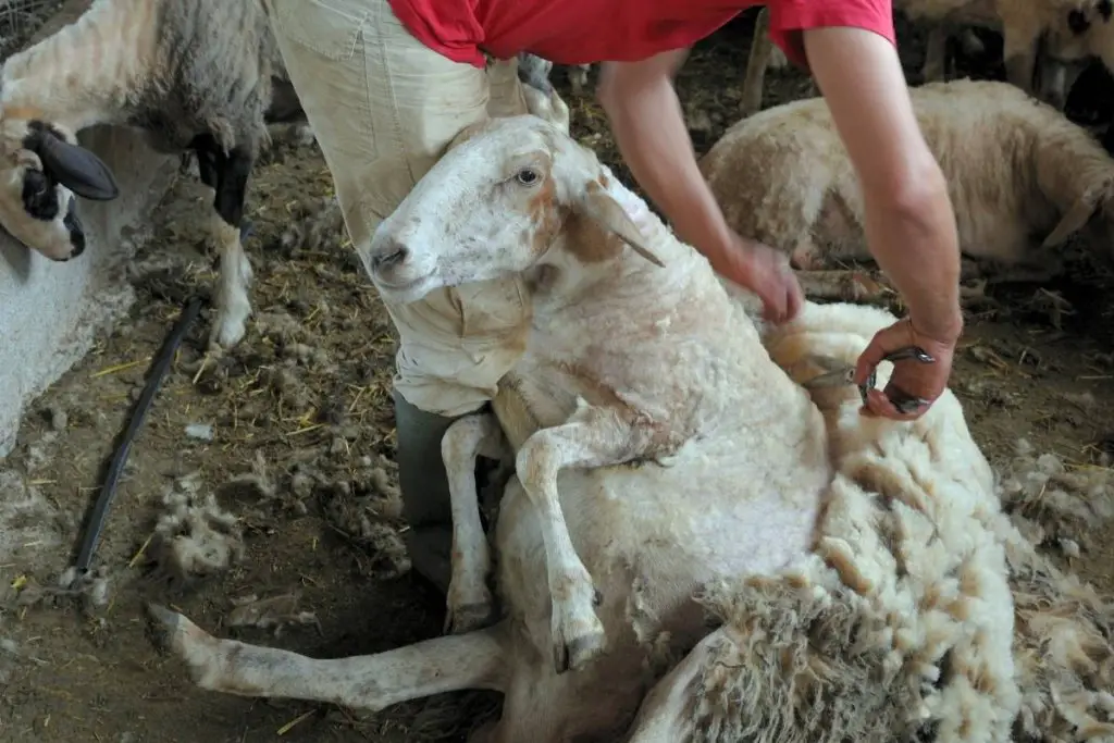 A farmer shearing a sheep with scissors