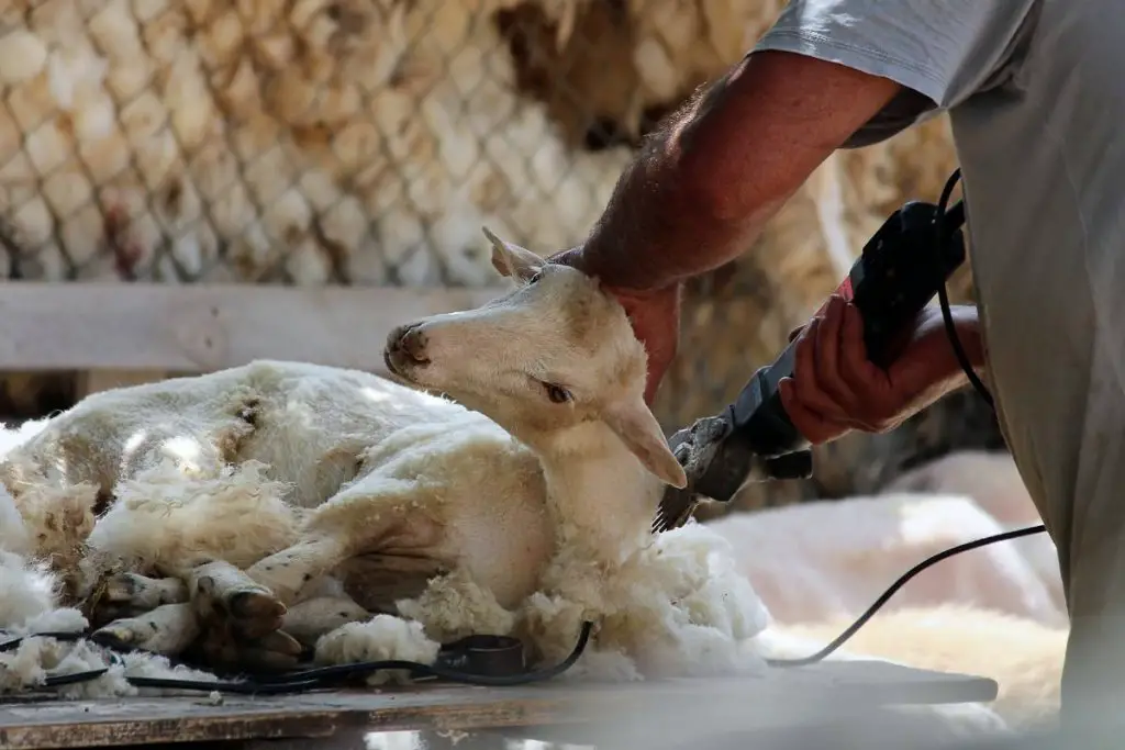 A farmer shearing his sheep with an electric buzzer