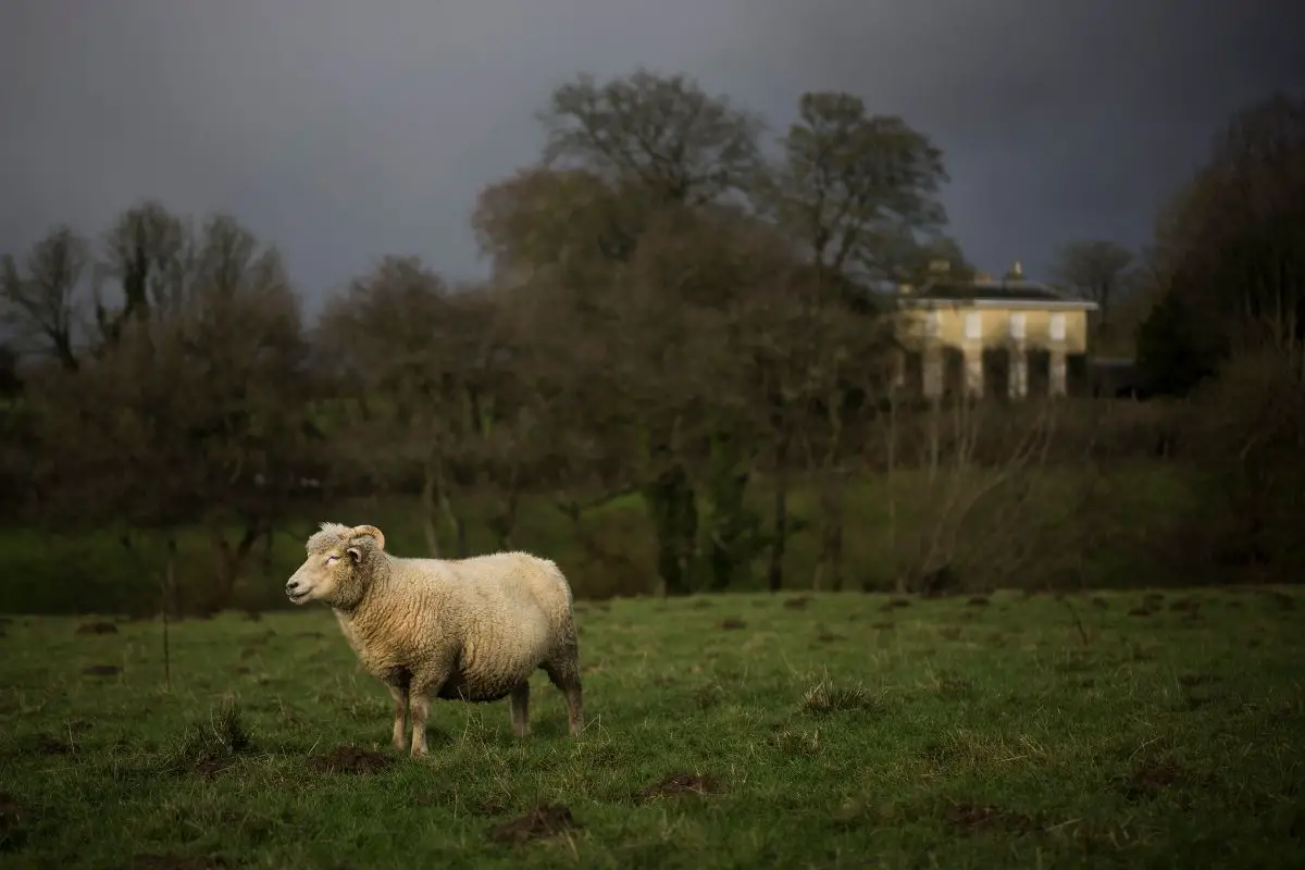 Dorset Sheep Featured Image