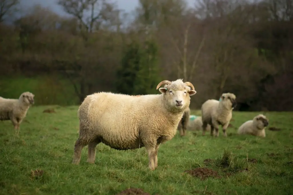 horned dorset sheep